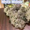 WHITE WIDOW 7GRAMS QUARTER 27%THC🎃HALO SALE🎃