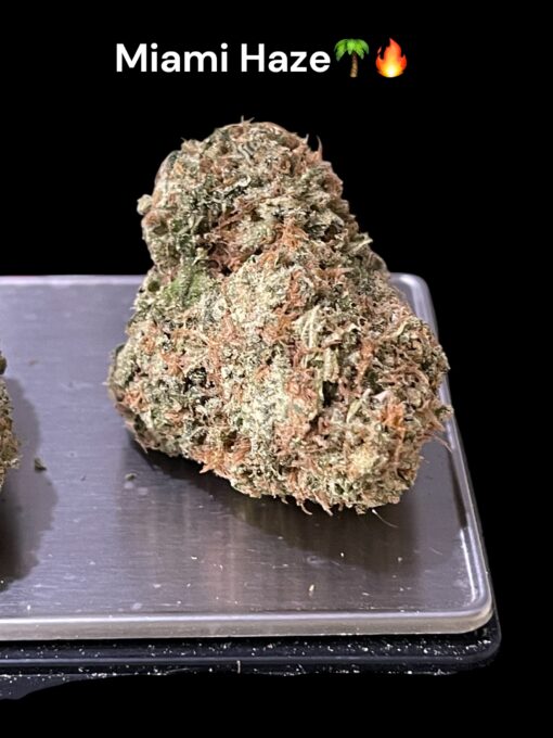 MIAMI HAZE 3.5g SATIVA 37%THC 🔥🌴🔥🌴 OLD SCHOOL HAZE - NEW BATCH LIMITED DROP