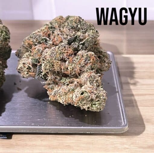 WAGYU 28GRAMS  OZ INDICA 🎉🎉 EXOTICS 36%THC 🏆🏆 BACKPACKBOYS 🎒