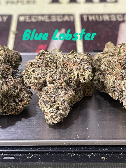 BLUE LOBSTER 28g ( Maine Trees) HYBRID EXOTIC ON SALE 37%THC MEMORIAL DAY SALE 🦞🦞 LIMITED BATCH🦞 - Image 3