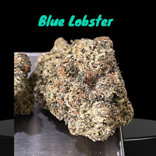 BLUE LOBSTER 28g ( Maine Trees) HYBRID EXOTIC ON SALE 37%THC MEMORIAL DAY SALE 🦞🦞 LIMITED BATCH🦞