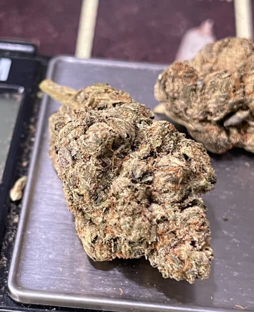 Traffic Jam INDICA New BATCH EXOTICS + 34%THC - Image 6