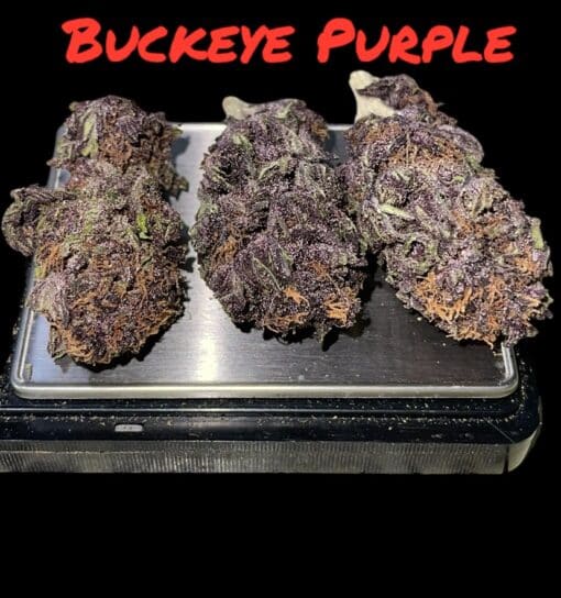 BUCKEYE PURPLE 28grams OZ ON SALE $100 INDICA 27%THC SUMMER SALE