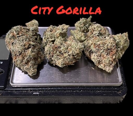 CITY GORILLA GLUE 🦍🦍 28grams OZ  INDICA 33%THC ON SALE 🔥🔥