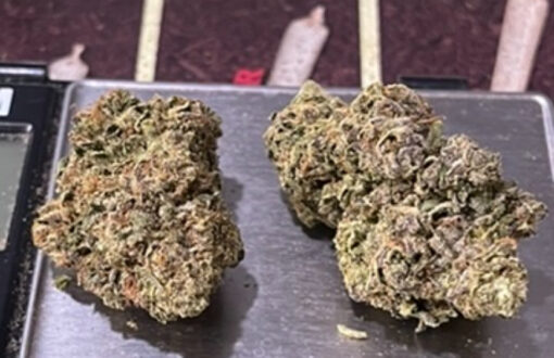 LARRY BIRD 28grams HYBRID 28%THC OZ ON SALE - Image 4