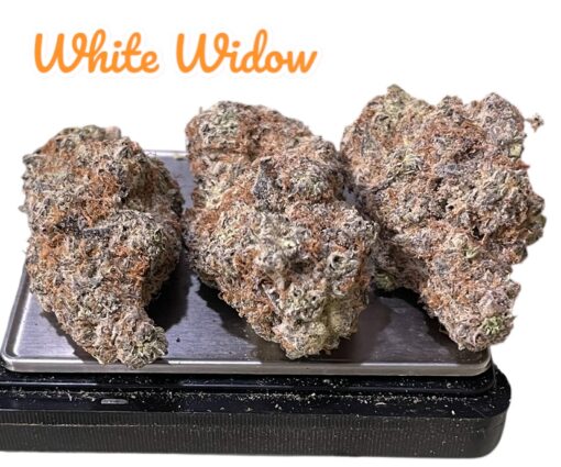 WHITE WIDOW 3.5g SATIVA INDOOR 33%THC MEMORIAL DAY