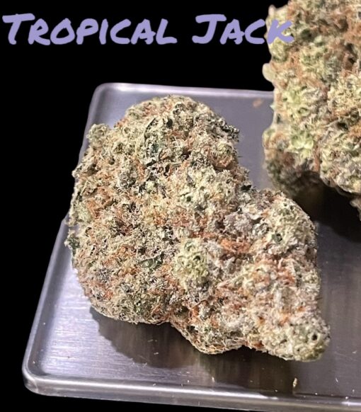 TROPICAL JACK 28grams OZ 37%THC SATIVA LIMITED BATCH 🏝️🔥 - Image 2