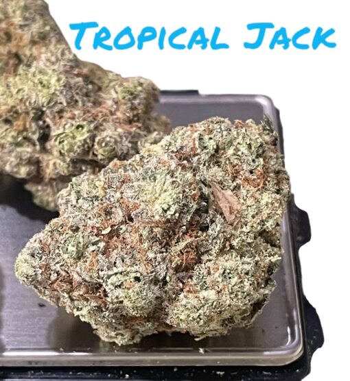 TROPICAL JACK 28grams OZ 37%THC SATIVA LIMITED BATCH 🏝️🔥 - Image 3