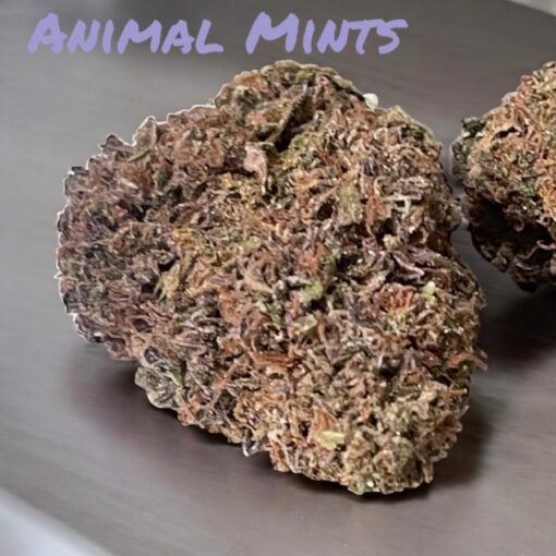 ANIMAL MINTS 28grams HYBRID 26%THC 🔥🔥 - Image 2