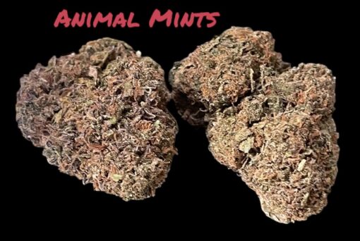 ANIMAL MINTS 28grams HYBRID 26%THC 🔥🔥 - Image 3