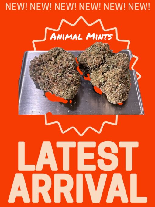ANIMAL MINTS 28grams HYBRID 26%THC 🔥🔥
