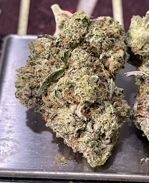 GORILLA GLUE#4 HYBRID 3.5G  🔥🔥31%THC 🏝️🔥LABOR DAY SALE 🏝️🔥 - Image 6
