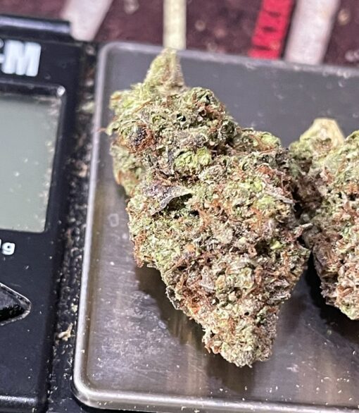 BLUE CHEESE  28grams OZ INDICA ON SALE 28%THC 🏝️🔥 SUMMER SALE🏝️🔥 - Image 4