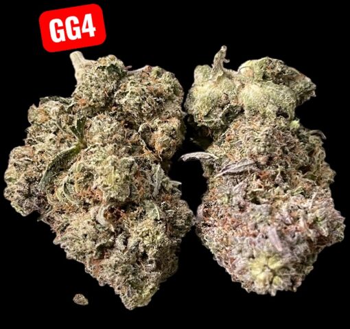 GORILLA GLUE#4 HYBRID 3.5G  🔥🔥31%THC 🏝️🔥LABOR DAY SALE 🏝️🔥