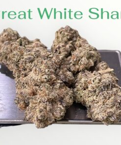 GREAT WHITE SHARK 3.5g SATIVA 30%THC 🔥🔥