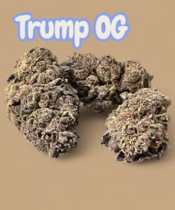 TRUMP OG 7GRAMS QUARTER FALL 🍁SALE  INDICA 26%THC