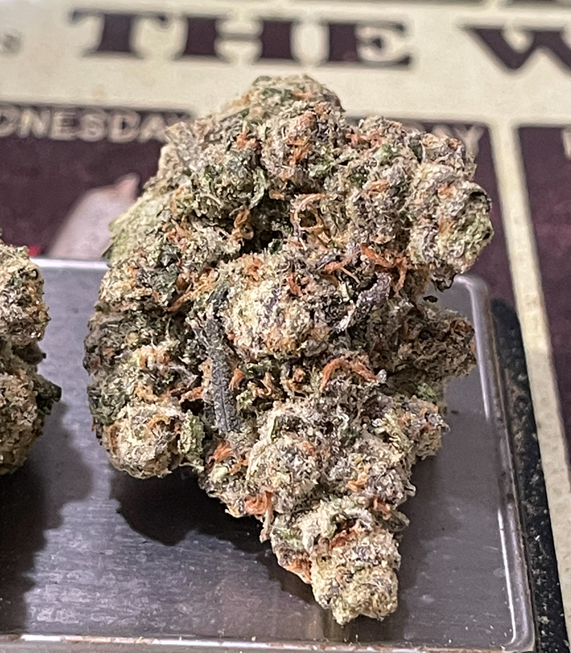 BLUE LOBSTER 28g ( Maine Trees) HYBRID EXOTIC ON SALE 37%THC 🎃HALO  SALE 🦞🦞 LIMITED BATCH🦞 EXOTIC ++ - Image 4