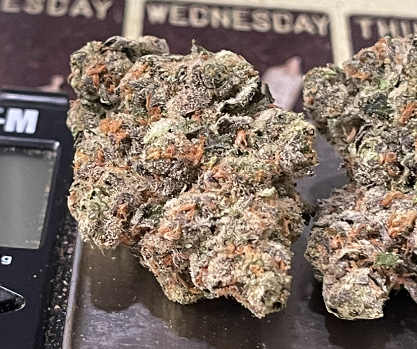 BLUE LOBSTER 28g ( Maine Trees) HYBRID EXOTIC ON SALE 37%THC 🎃HALO  SALE 🦞🦞 LIMITED BATCH🦞 EXOTIC ++ - Image 2