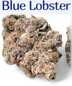 BLUE LOBSTER 28g ( Maine Trees) HYBRID EXOTIC ON SALE 37%THC 🎃HALO  SALE 🦞🦞 LIMITED BATCH🦞 EXOTIC ++