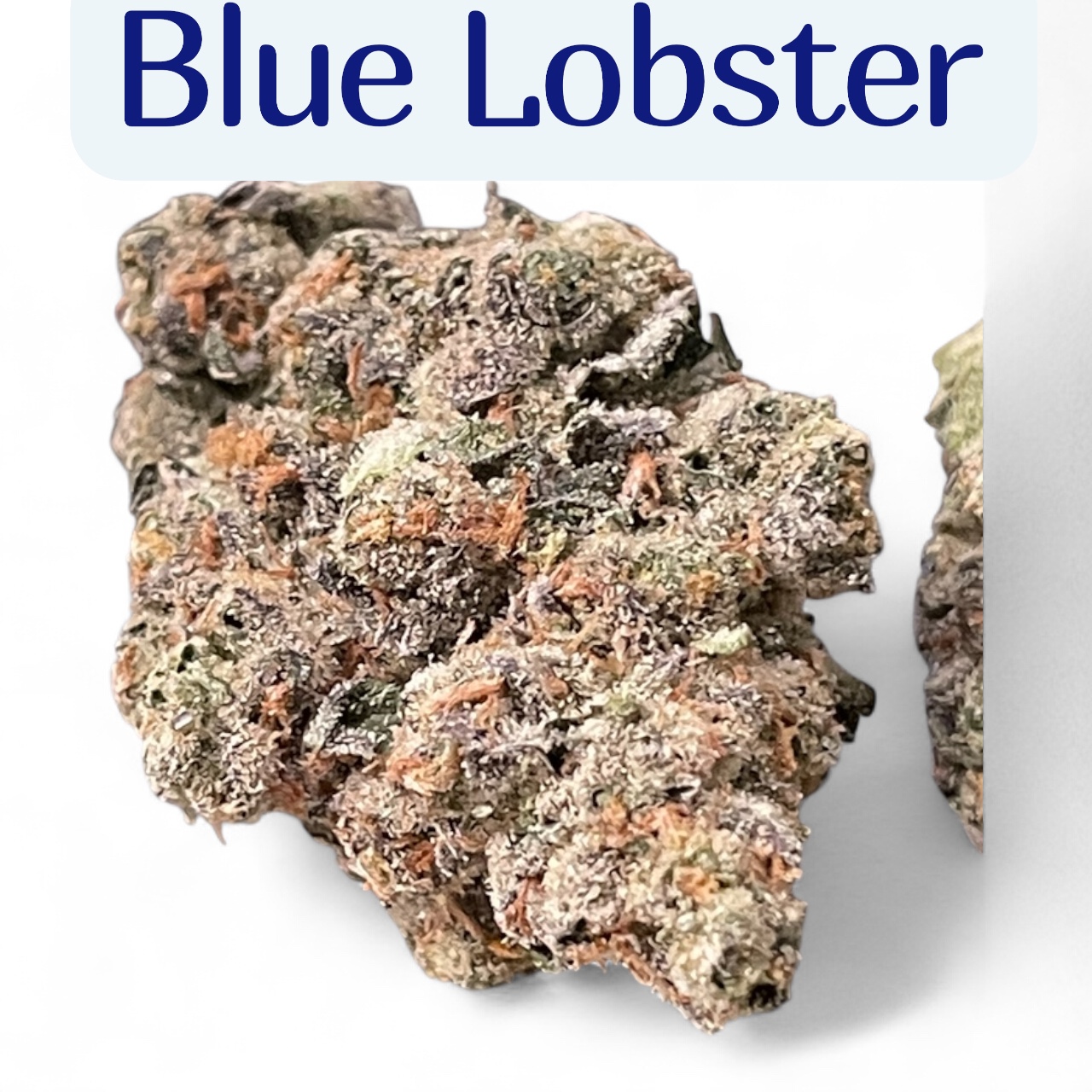 BLUE LOBSTER 28g ( Maine Trees) HYBRID EXOTIC ON SALE 37%THC 🎃HALO  SALE 🦞🦞 LIMITED BATCH🦞 EXOTIC ++