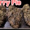 CHERRY PIE 🍒🍒7GRAMS QUARTER INDICA 🎃HALO SALE🎃25%THac