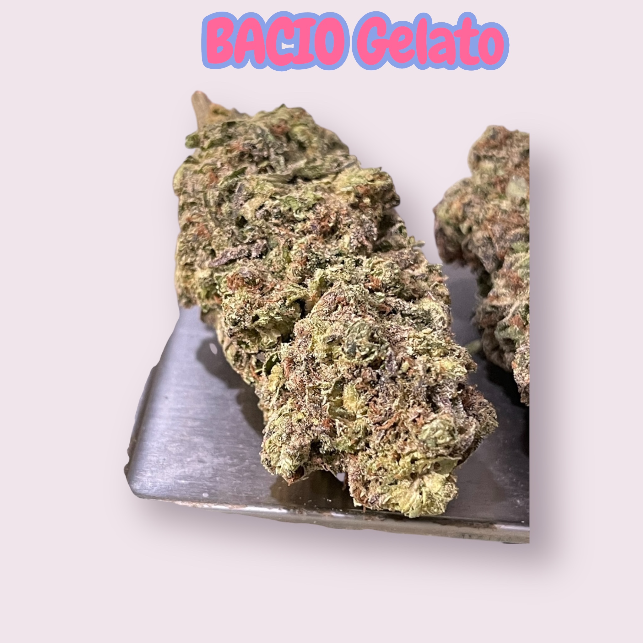 BACIO GELATO 28g OZ on SALE 25%THC HYBRID 🔥🔥
