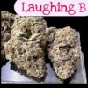 LAUGHING BUDHA 28GRAMS OZ 29%THC SATIVA 🔥🔥