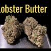 LOBSTER BUTTER 28grams OZ SALE HYBRID 29%THC