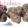 PINK LOBSTER 🦞 3.5G INDICA EXOTICS 36%THC 🎉APRIL SALE🎉