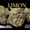 LIMON 🍋🍋28grams OZ 25%THC SATIVA