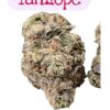 TANGILOPE 28grams EXOTICS  OZ 37%THC SATIVA 🏆🏆