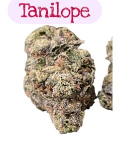 TANGILOPE 28grams EXOTICS  OZ 37%THC SATIVA 🏆🏆