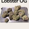 LOBSTER 🦞 OG 3.5grams INDICA EXOTICS 36%THC (small Nugs)