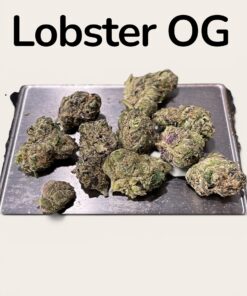 LOBSTER 🦞 OG 3.5grams INDICA EXOTICS 36%THC (small Nugs)