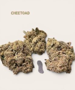 CHEETOAD 🐸🐸 3.5grams 36%THC (cheetah breath x Todd Venon)🏆LIMITED BATCH )🔥SUMMER SALE🔥