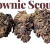 BROWNIE SCOUT  7 GRAMS QUARTER SALE 25%THC INDICA 🔥🔥