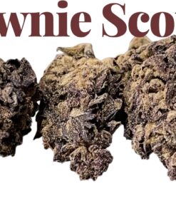 BROWNIE SCOUT  7 GRAMS QUARTER SALE 25%THC INDICA 🔥🔥